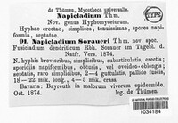 Venturia inaequalis image